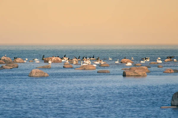 Bellissimo Paesaggio Primaverile Spiaggia Con Una Colonia Uccelli Cigni Cormorani — Foto Stock