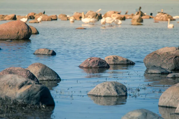 A beautiful spring landscape at the beach with a colony of birds. Swans, cormorants, gulls relaxing on the stones at the beach. Seaside scenery.