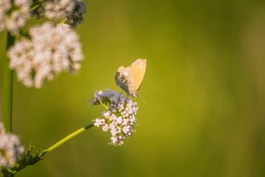 Kediotu çiçeği üzerinde oturan bir güzel turuncu kelebek. Letonya, Kuzey Avrupa çayırda portre.