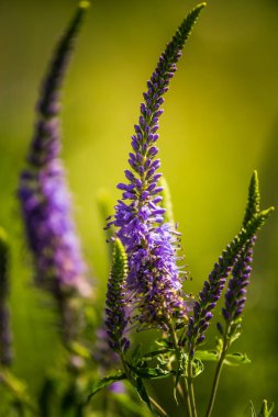 Güzel bir mor veronica bir yaz çayır çiçekler. Çim Speedwell çiçekleri. Letonya, Kuzey Avrupa gypsygrass portre fotoğrafı.