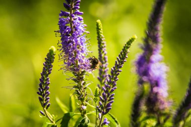 Güzel bir mor veronica bir yaz çayır çiçekler. Çim Speedwell çiçekleri. Letonya, Kuzey Avrupa gypsygrass portre fotoğrafı.