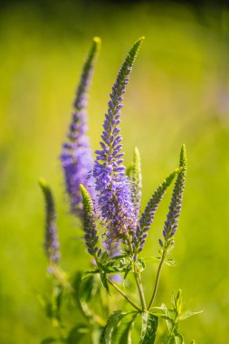 Güzel bir mor veronica bir yaz çayır çiçekler. Çim Speedwell çiçekleri. Letonya, Kuzey Avrupa gypsygrass portre fotoğrafı.