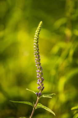 Güzel bir mor veronica bir yaz çayır çiçekler. Çim Speedwell çiçekleri. Letonya, Kuzey Avrupa gypsygrass portre fotoğrafı.