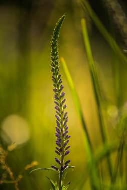 Güzel bir mor veronica bir yaz çayır çiçekler. Çim Speedwell çiçekleri. Letonya, Kuzey Avrupa gypsygrass portre fotoğrafı.