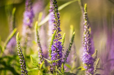 Güzel bir mor veronica bir yaz çayır çiçekler. Çim Speedwell çiçekleri. Letonya, Kuzey Avrupa gypsygrass portre fotoğrafı.