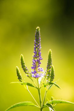 Güzel bir mor veronica bir yaz çayır çiçekler. Çim Speedwell çiçekleri. Letonya, Kuzey Avrupa gypsygrass portre fotoğrafı.