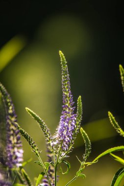 Güzel bir mor veronica bir yaz çayır çiçekler. Çim Speedwell çiçekleri. Letonya, Kuzey Avrupa gypsygrass portre fotoğrafı.