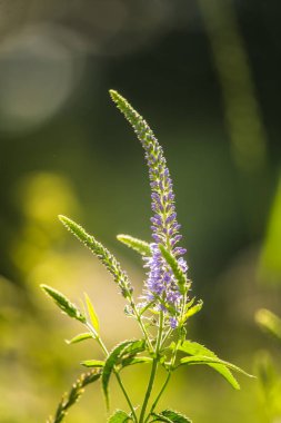 Güzel bir mor veronica bir yaz çayır çiçekler. Çim Speedwell çiçekleri. Letonya, Kuzey Avrupa gypsygrass portre fotoğrafı.