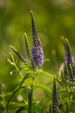 Güzel bir mor veronica bir yaz çayır çiçekler. Çim Speedwell çiçekleri. Letonya, Kuzey Avrupa gypsygrass portre fotoğrafı.