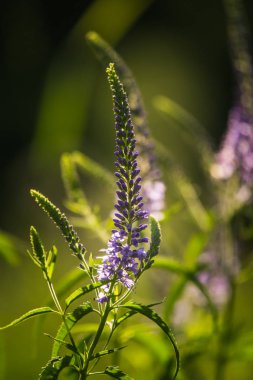 Güzel bir mor veronica bir yaz çayır çiçekler. Çim Speedwell çiçekleri. Letonya, Kuzey Avrupa gypsygrass portre fotoğrafı.