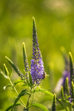 Güzel bir mor veronica bir yaz çayır çiçekler. Çim Speedwell çiçekleri. Letonya, Kuzey Avrupa gypsygrass portre fotoğrafı.