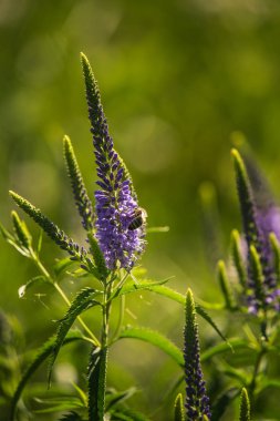 Güzel bir mor veronica bir yaz çayır çiçekler. Çim Speedwell çiçekleri. Letonya, Kuzey Avrupa gypsygrass portre fotoğrafı.