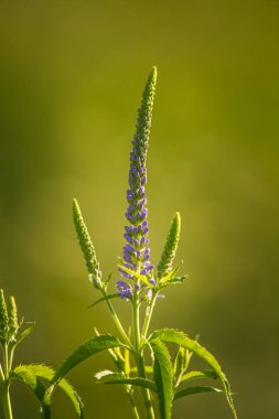 Güzel bir mor veronica bir yaz çayır çiçekler. Çim Speedwell çiçekleri. Letonya, Kuzey Avrupa gypsygrass portre fotoğrafı.