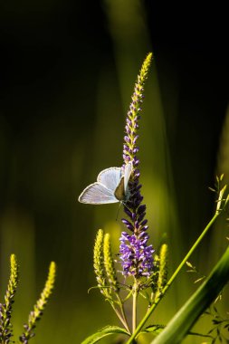 Güzel mavi kelebek veronica çiçek üzerinde oturuyor. Küçük kelebek gypsyweed üzerinde. Böcek bitki üzerinde closeup. Speedwell çiçek.
