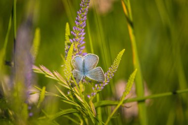 Güzel mavi kelebek veronica çiçek üzerinde oturuyor. Küçük kelebek gypsyweed üzerinde. Böcek bitki üzerinde closeup. Speedwell çiçek.
