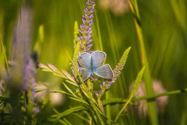 Güzel mavi kelebek veronica çiçek üzerinde oturuyor. Küçük kelebek gypsyweed üzerinde. Böcek bitki üzerinde closeup. Speedwell çiçek.