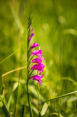 Güzel yaz çayır çiçek ve Letonya, Kuzey Avrupa yaz ortası festivali günü sırasında otlar.