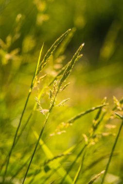 Güzel yaz çayır çiçek ve Letonya, Kuzey Avrupa yaz ortası festivali günü sırasında otlar.