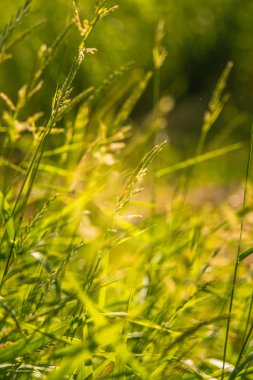 Güzel yaz çayır çiçek ve Letonya, Kuzey Avrupa yaz ortası festivali günü sırasında otlar.