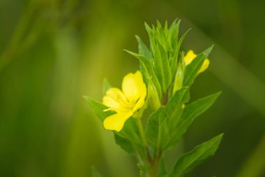Güzel yaz çayır çiçek ve Letonya, Kuzey Avrupa yaz ortası festivali günü sırasında otlar.