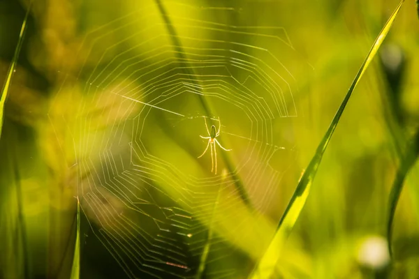 Beautiful Scenery Summer Meadow Local Insects Natural Habitat Latvia Northern — Stock Photo, Image