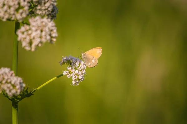 Ein Schöner Orangefarbener Schmetterling Der Auf Einer Baldrianblume Sitzt Nahaufnahme — Stockfoto