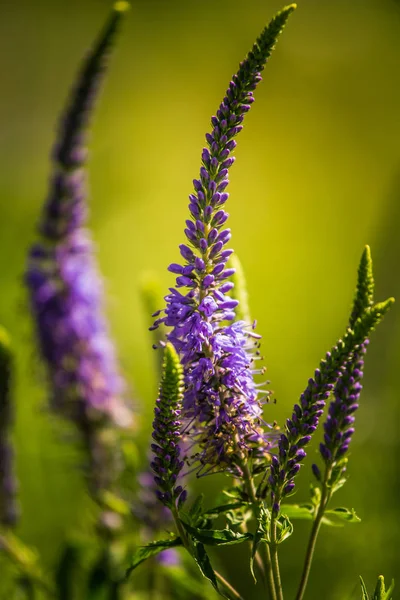 Güzel bir mor veronica bir yaz çayır çiçekler. Çim Speedwell çiçekleri. Letonya, Kuzey Avrupa gypsygrass portre fotoğrafı.