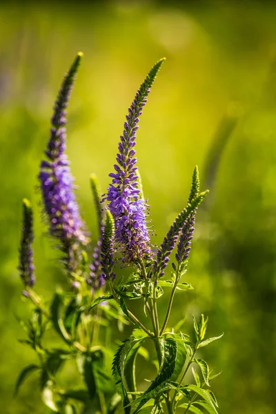 Güzel bir mor veronica bir yaz çayır çiçekler. Çim Speedwell çiçekleri. Letonya, Kuzey Avrupa gypsygrass portre fotoğrafı.