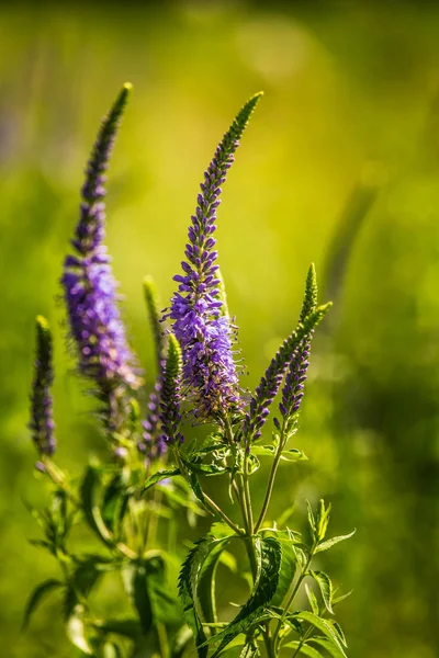 夏の草原で花の美しい紫色のベロニカ スピードウェル草の花 ラトビア 北ヨーロッパの Gypsygrass のクローズ アップ写真 — ストック写真