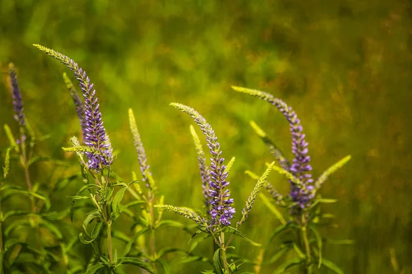 夏の草原で花の美しい紫色のベロニカ スピードウェル草の花 ラトビア 北ヨーロッパの Gypsygrass のクローズ アップ写真 — ストック写真