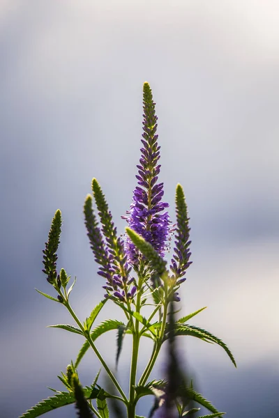 Une Belle Veronica Pourpre Fleurit Dans Une Prairie Été Speedwell — Photo