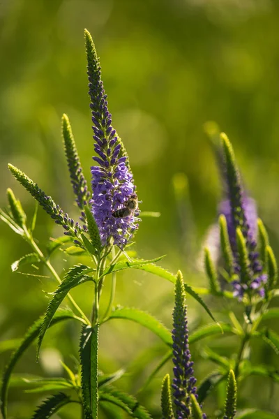 Güzel bir mor veronica bir yaz çayır çiçekler. Çim Speedwell çiçekleri. Letonya, Kuzey Avrupa gypsygrass portre fotoğrafı.