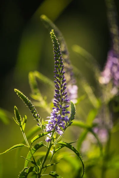 Güzel Bir Mor Veronica Bir Yaz Çayır Çiçekler Çim Speedwell — Stok fotoğraf