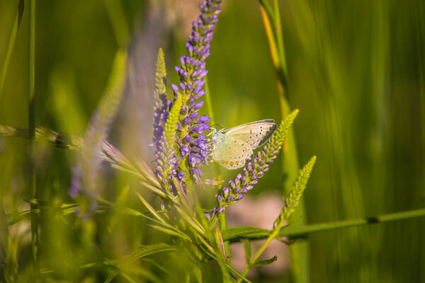 Beatiful blue butterfly sitting on a veronica flower. Small butterfly on gypsyweed. Closeup of insect on plant. Speedwell flower.