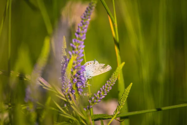 Piękny Niebieski Motyl Siedząc Kwiat Veronica Mały Motyl Gypsyweed Zbliżenie — Zdjęcie stockowe
