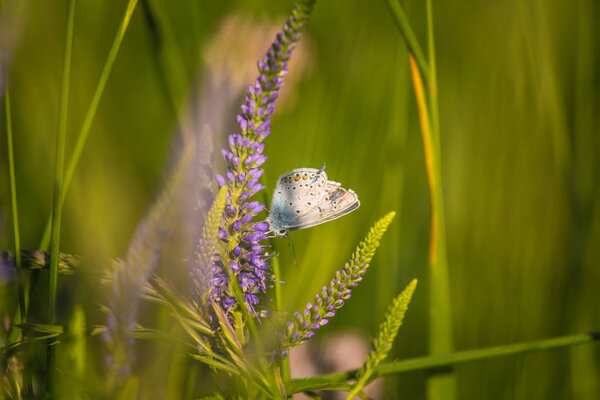 Beatiful blue butterfly sitting on a veronica flower. Small butterfly on gypsyweed. Closeup of insect on plant. Speedwell flower.