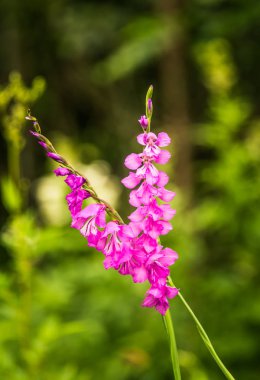 Güzel bir pembe Glayöl yaz çayır içinde. Kır çiçeği.