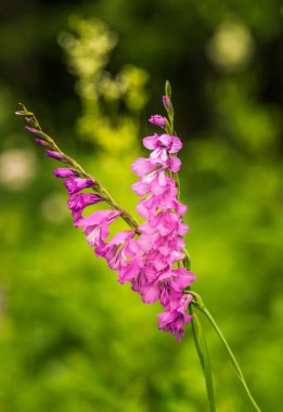Güzel bir pembe Glayöl yaz çayır içinde. Kır çiçeği.