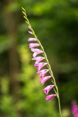 Güzel bir pembe Glayöl yaz çayır içinde. Kır çiçeği.