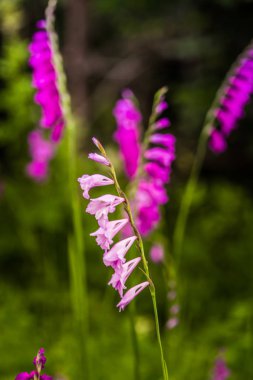 Güzel bir pembe Glayöl yaz çayır içinde. Kır çiçeği.
