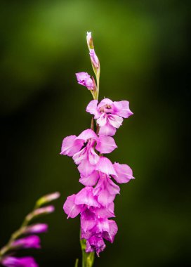 Güzel bir pembe Glayöl yaz çayır içinde. Kır çiçeği.