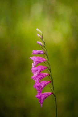 Güzel bir pembe Glayöl yaz çayır içinde. Kır çiçeği.