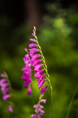Güzel bir pembe Glayöl yaz çayır içinde. Kır çiçeği.