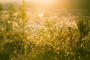 A beautiful swamp landscape full of cottongrass flowers in morning. Spring scenery of wetlands in Latvia, Northern Europe. clipart