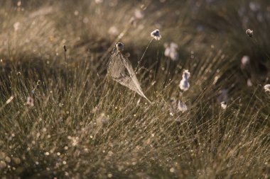 Bir güzel bataklık manzara tam sabah cottongrass çiçek dolu. Bahar toplayan sulak Letonya, Kuzey Avrupa.