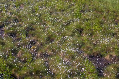 Bir güzel bataklık manzara tam sabah cottongrass çiçek dolu. Bahar toplayan sulak Letonya, Kuzey Avrupa.
