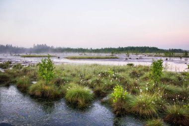 Bir bahar erken sabah güneşin doğuşunu sırasında bir güzel bataklık manzara Letonya, Kuzey Avrupa.