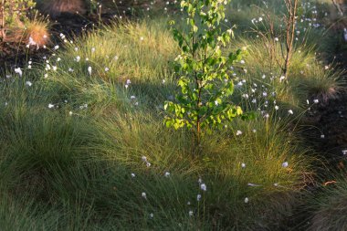 Bir bahar erken sabah güneşin doğuşunu sırasında bir güzel bataklık manzara Letonya, Kuzey Avrupa.