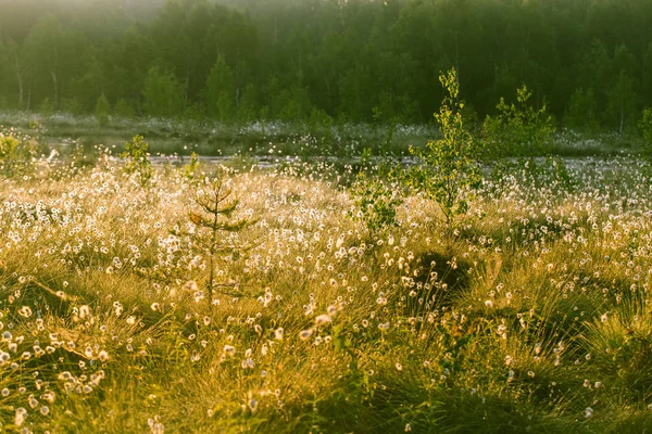 아침에 Cottongrass 가득한 풍경입니다 라트비아 유럽에에서 습지의 — 스톡 사진