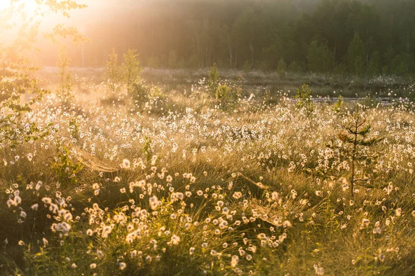 Een Mooie Moeras Landschap Vol Met Cottongrass Bloemen Ochtend Lente — Stockfoto